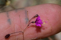 Boerhavia gracillima