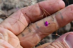 Boerhavia gracillima