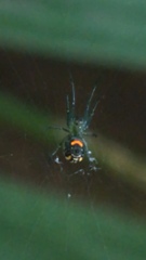 Leucauge argyrobapta
