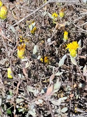 Pteronia