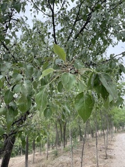Pyrus betulifolia
