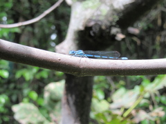 Argia anceps