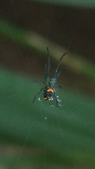 Leucauge argyrobapta