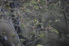 Vachellia macracantha