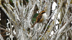 Aphrastura spinicauda