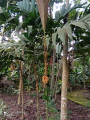 Pinanga