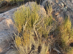 Ephedra viridis
