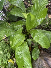 Calathea lutea