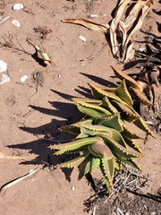 Aloe distans