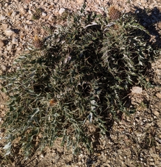 Cirsium ochrocentrum