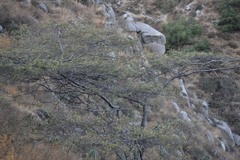 Vachellia macracantha