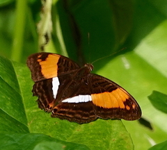 Adelpha delinita