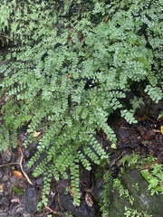 Adiantum amplum image