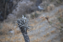 Tillandsia latifolia