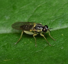 Solva pallipes