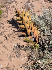 Aloe distans
