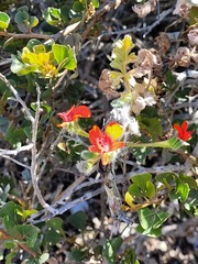 Pelargonium fulgidum
