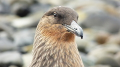 Stercorarius chilensis