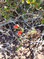 Pelargonium fulgidum