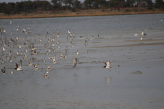 Calidris canutus