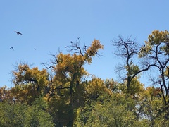 Populus deltoides wislizenii