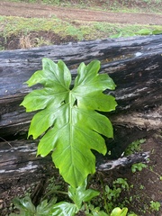 Thaumatophyllum bipinnatifidum