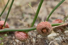 Tersonia cyathiflora