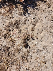 Hermannia