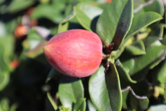 Carissa macrocarpa