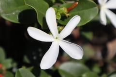 Carissa macrocarpa