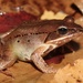 Wood Frog - Photo (c) Ty Smith, some rights reserved (CC BY-NC), uploaded by Ty Smith