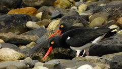 Haematopus leucopodus