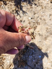 Hermannia