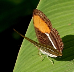 Adelpha cytherea