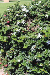 Carissa macrocarpa