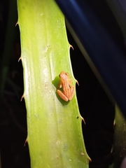 Dendropsophus microcephalus