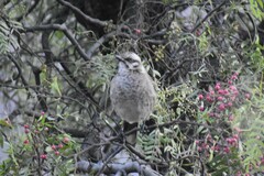 Mimus longicaudatus