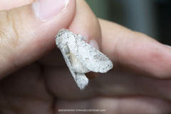 Formotensha cambodiana