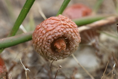 Tersonia cyathiflora
