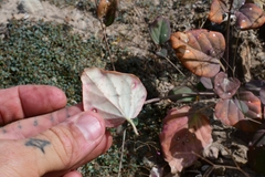 Boerhavia gracillima