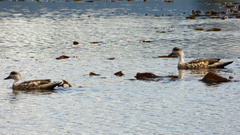 Lophonetta specularioides