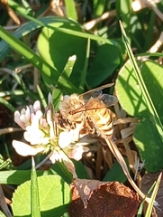 Apis mellifera