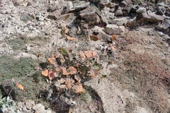 Boerhavia gracillima