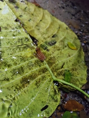 Dendropsophus microcephalus