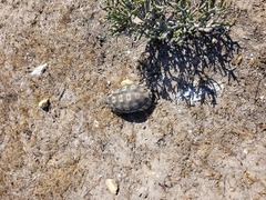 Chersina angulata
