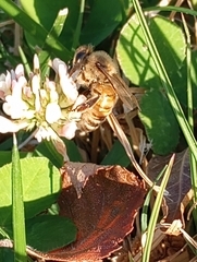 Apis mellifera