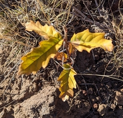 Quercus × undulata