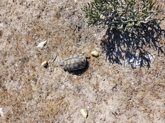 Chersina angulata