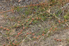 Tersonia cyathiflora