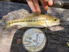 Micropterus haiaka